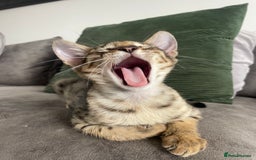 Savannah cats for sale: KIWANGA PEDIGREE F3 SAVANNAH KITTENS  - Image 10