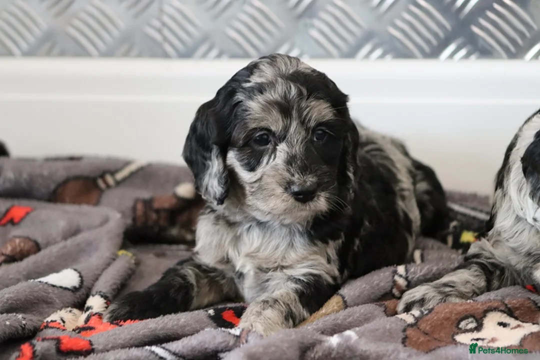 Cockapoo dogs for sale: F1 Cockapoo puppies for sale! - Advert 25