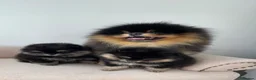 Pomeranian dogs for sale: 👑 Exclusive Rare Black & Tan Pomeranians 👑 - Advert 16