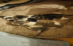 Domestic Shorthair cats for sale: 5 female Tabby Kittens - Image 5