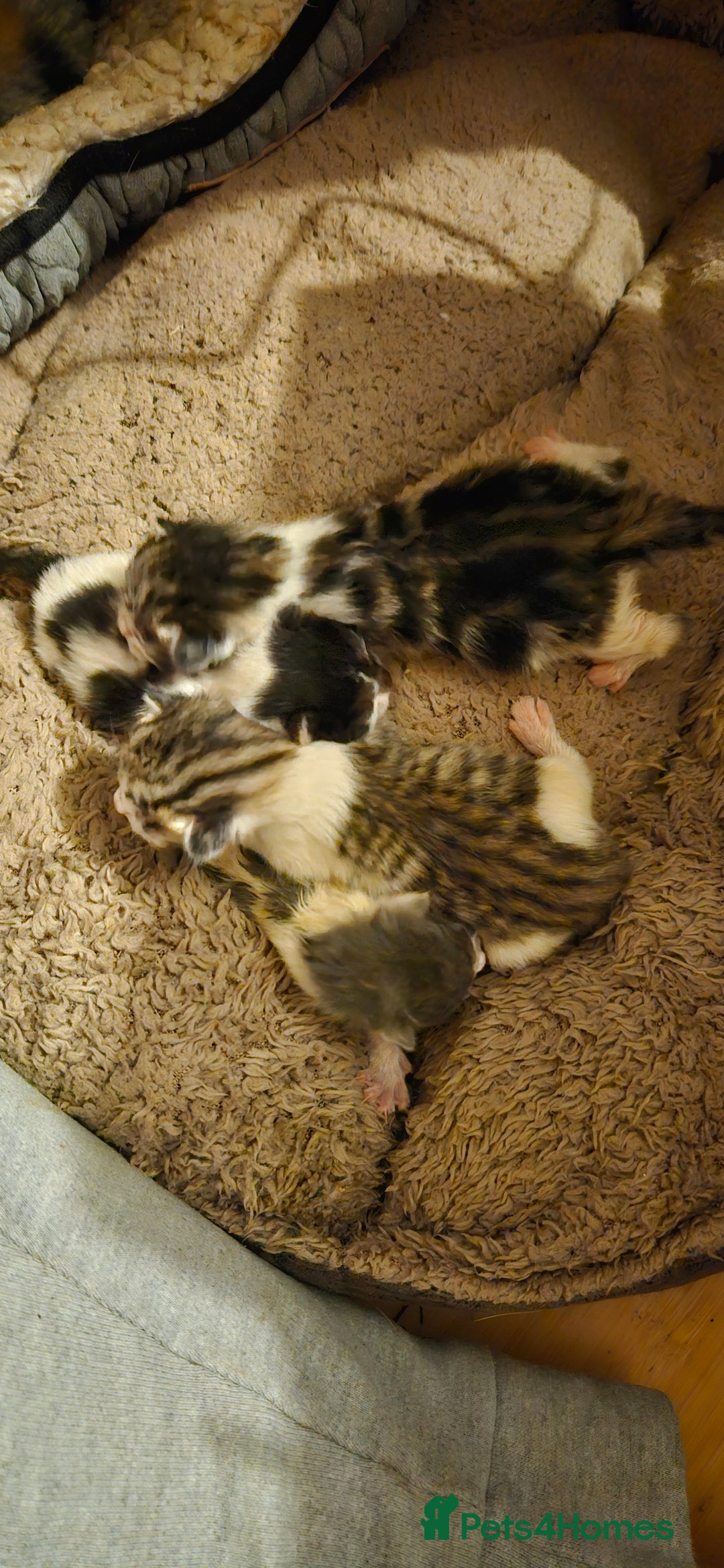 Domestic Shorthair cats for sale: 5 female Tabby Kittens - Image 5