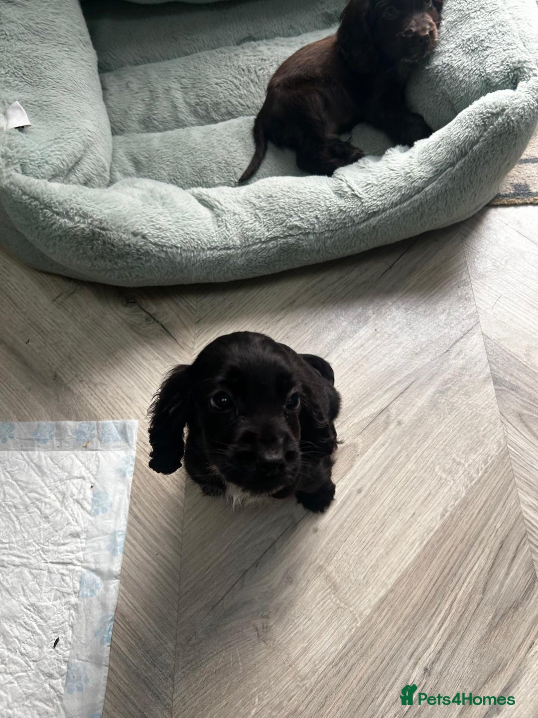 Cocker Spaniel dogs for sale: Show cocker spaniels  - Image 37
