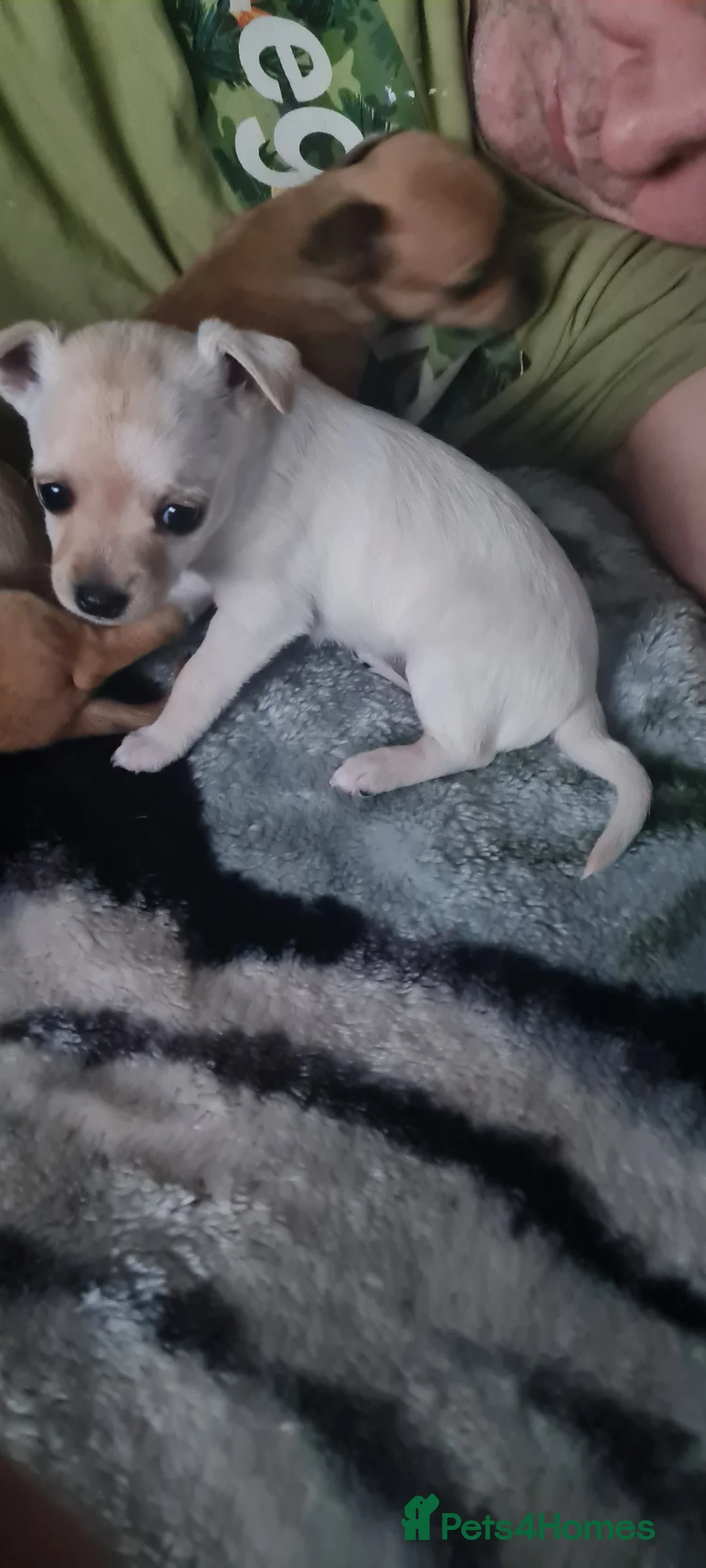 Mixed Breed dogs for sale: Beautiful chihuahua mix puppies - Advert 12