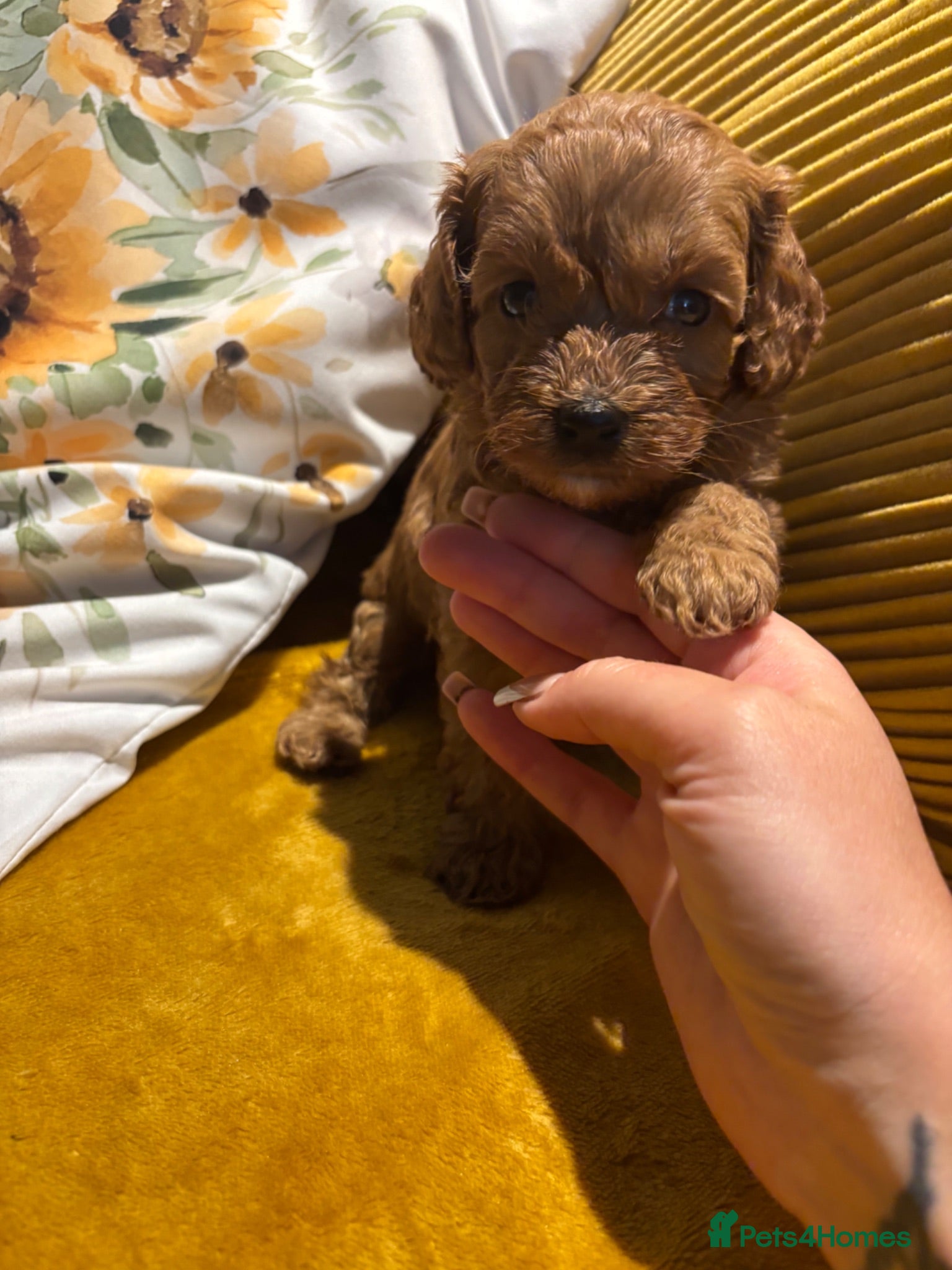 Cockapoo dogs Stunning home reared F1B cockapoos - Advert 1