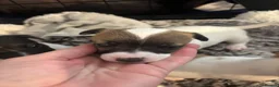 Jack Russell dogs for sale: Jack Russell puppy  - Advert 6