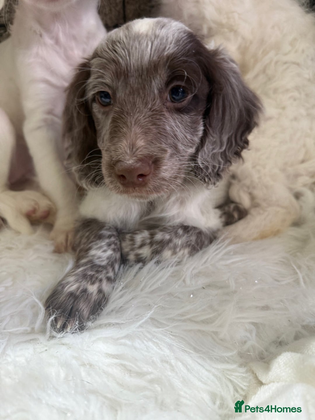 Cockapoo dogs for sale: F1b Cockapoo puppies - Advert 4