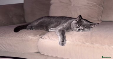 British Shorthair cats British shorthair kittens 🐈‍⬛ - Advert 2