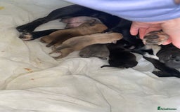 Staffordshire Bull Terrier dogs for sale: Staffordshire Bull Terrier Puppies – Rare colours - Image 16
