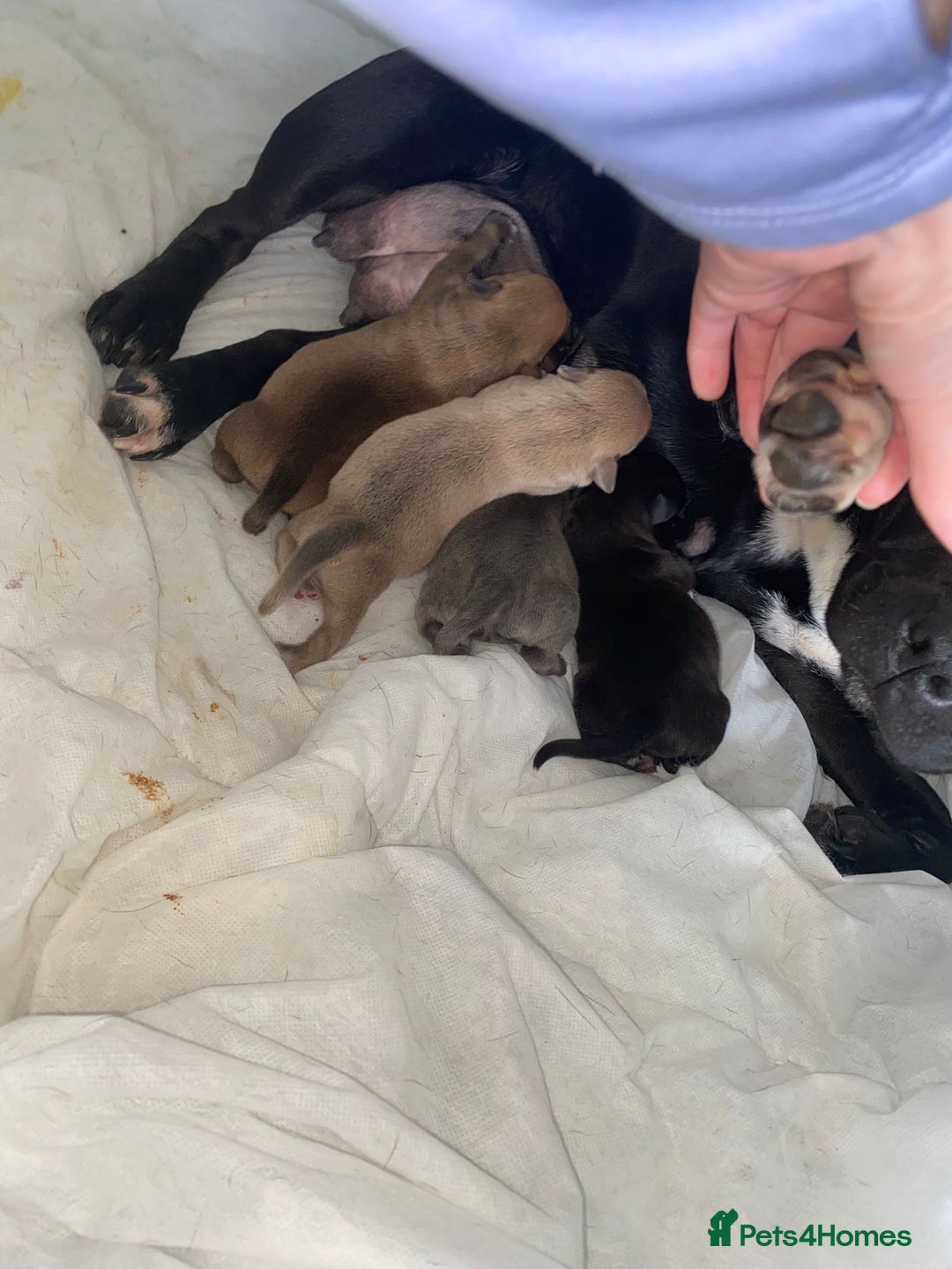 Staffordshire Bull Terrier dogs for sale: Staffordshire Bull Terrier Puppies – Rare colours - Image 16