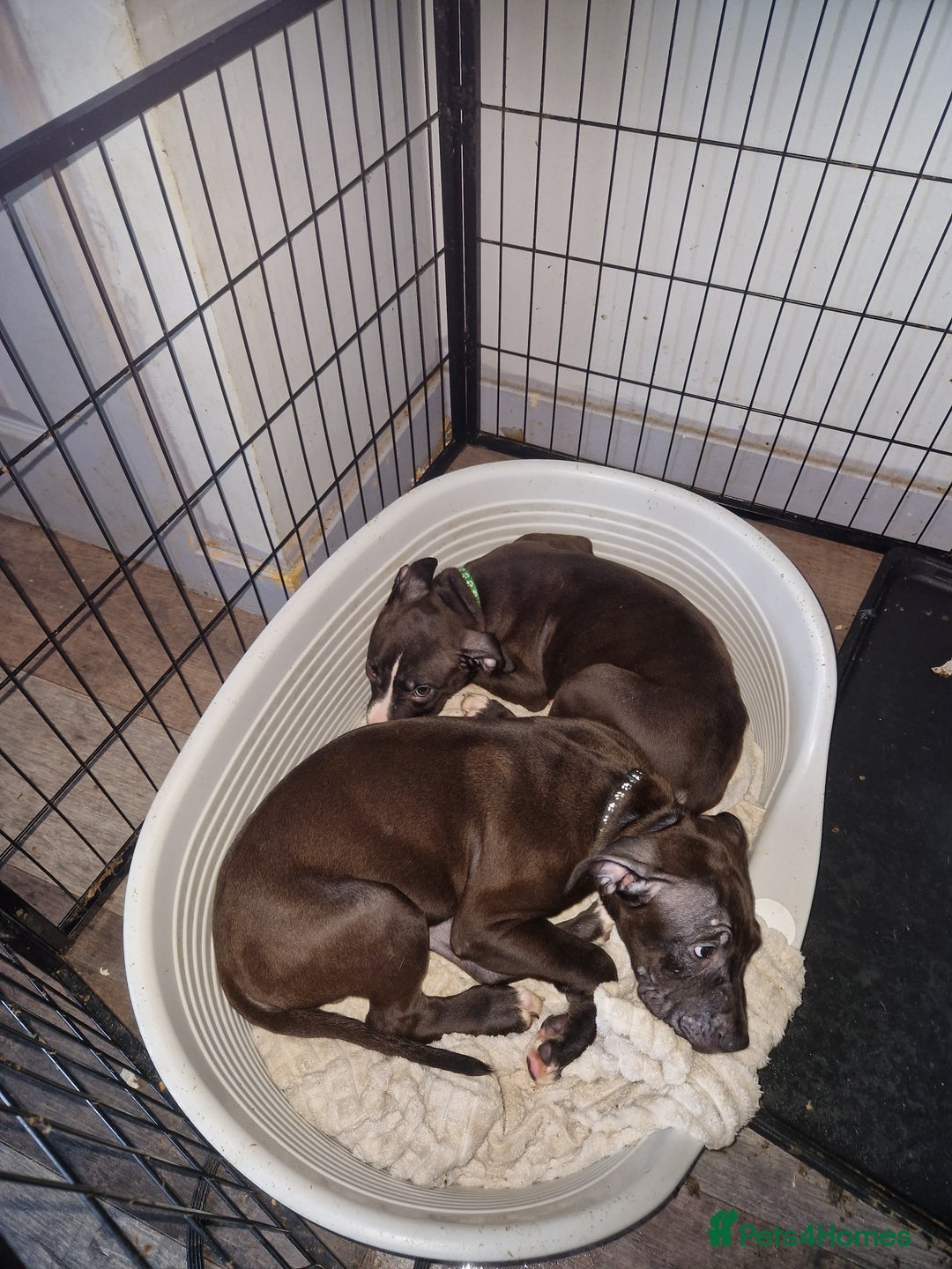 Mixed Breed dogs for sale: Presa/American Johnson bulldog - Image 5