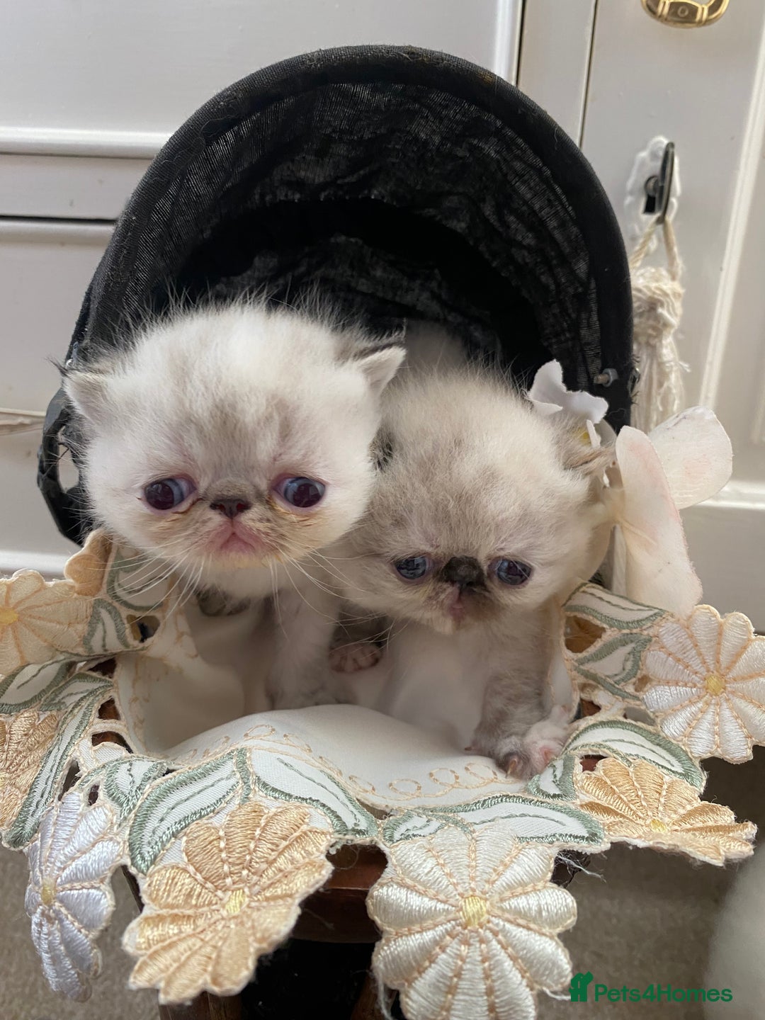 Exotic cats for sale: Outstanding exotic kittens  - Image 17