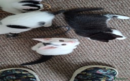 Mixed Breed cats for sale: Cute Furry Friends Ready to find new home. - Image 5