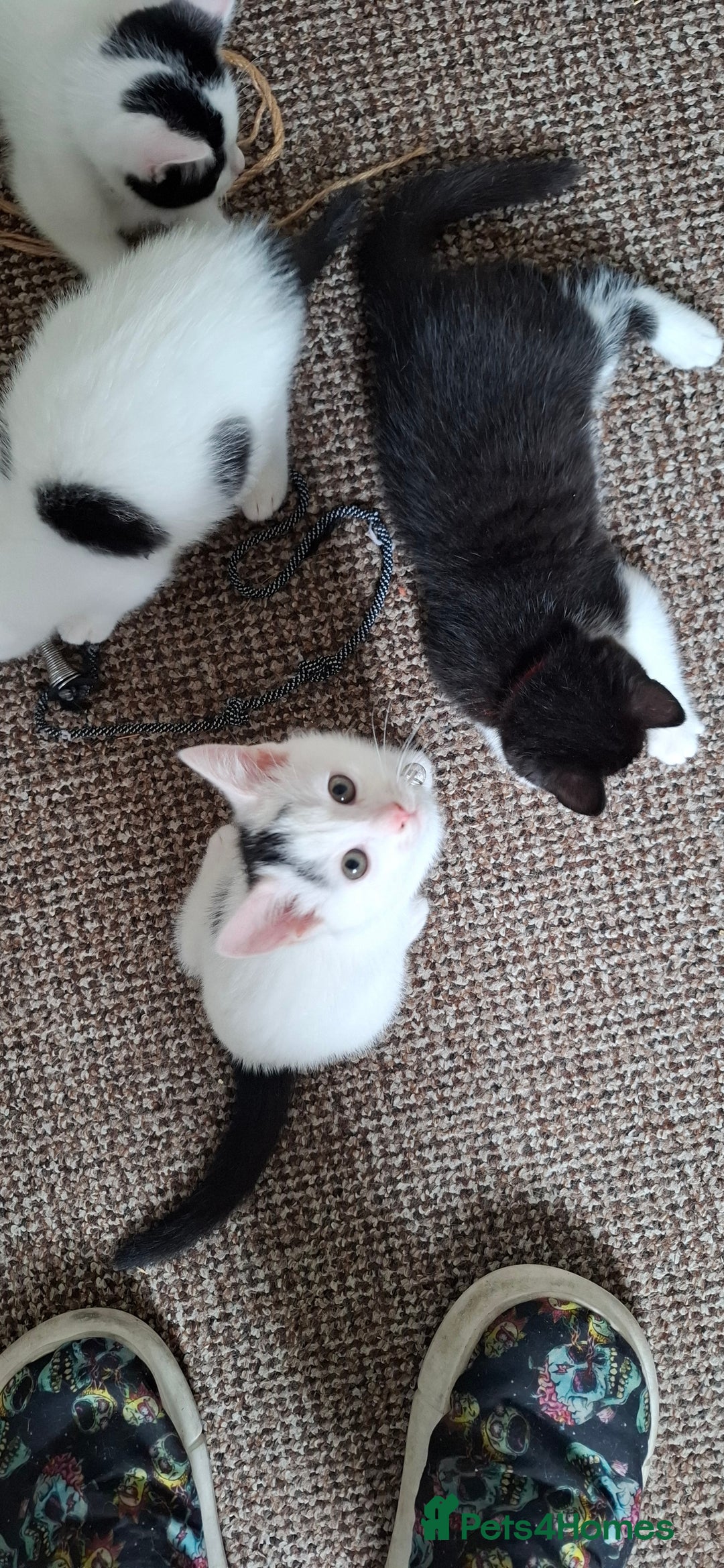 Mixed Breed cats for sale: Cute Furry Friends Ready to find new home. - Image 5