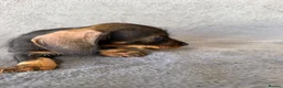 Miniature Dachshund dogs for sale: Beautiful wire miniature dachshund puppies 4 sale - Advert 3