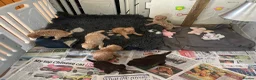 Cockapoo dogs for sale: f1b miniature dna health tested cockerpoos  - Advert 13
