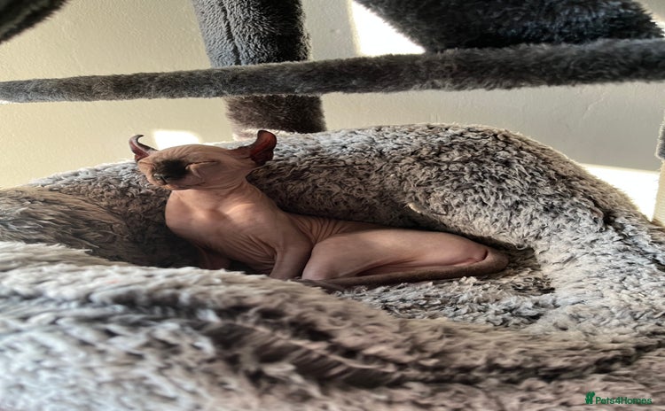 Sphynx cats - Advert 9