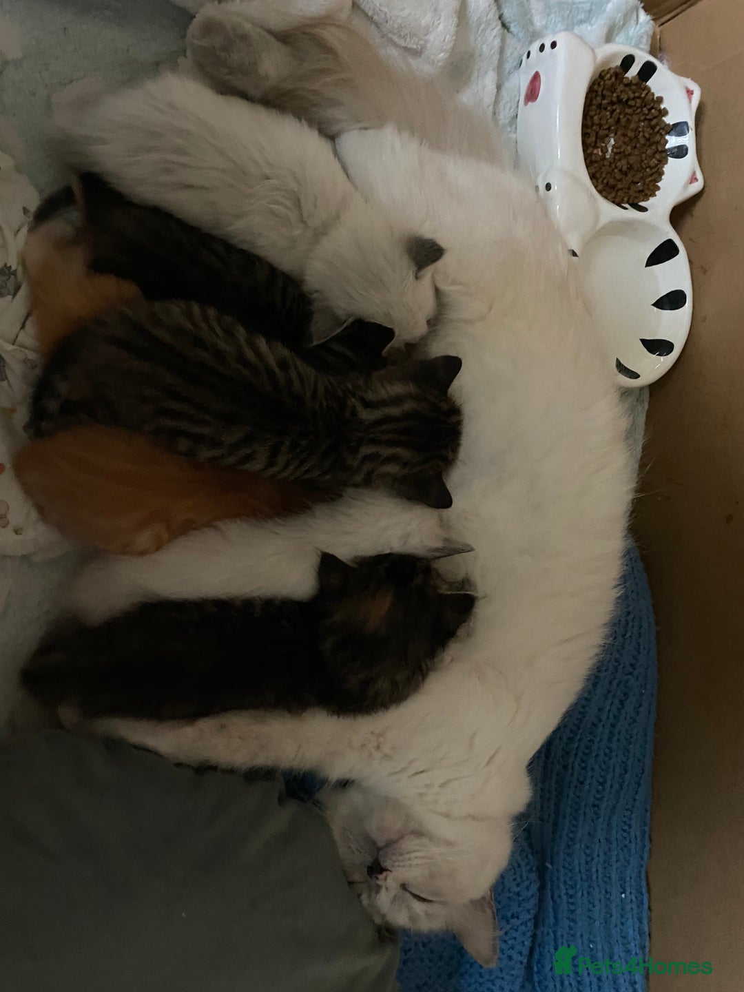 Mixed Breed cats for sale: Ragdoll x Tabbie - Image 10