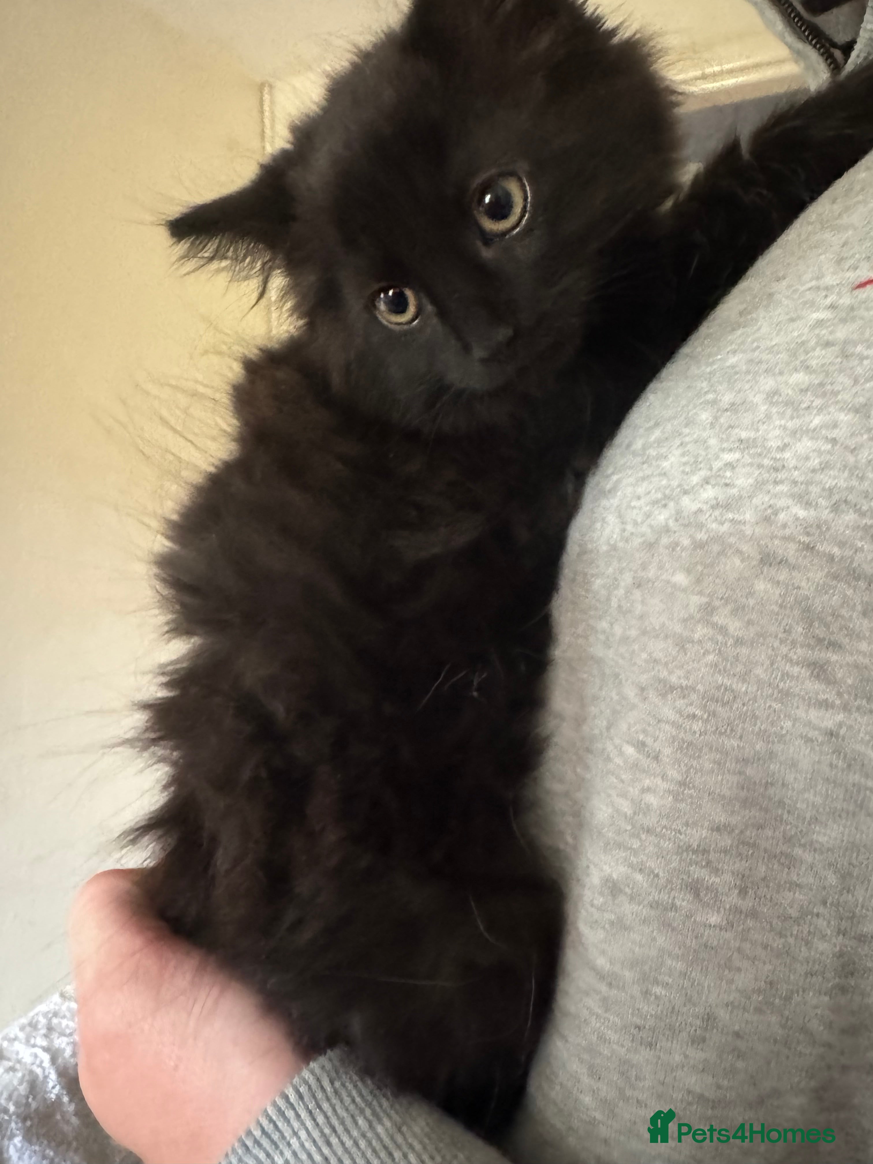 Mixed Breed cats 🐾 Four gorgeous fluffy black kittens £100 🌟 - Advert 2