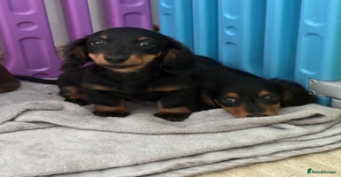 Dachshund dogs - Advert 5