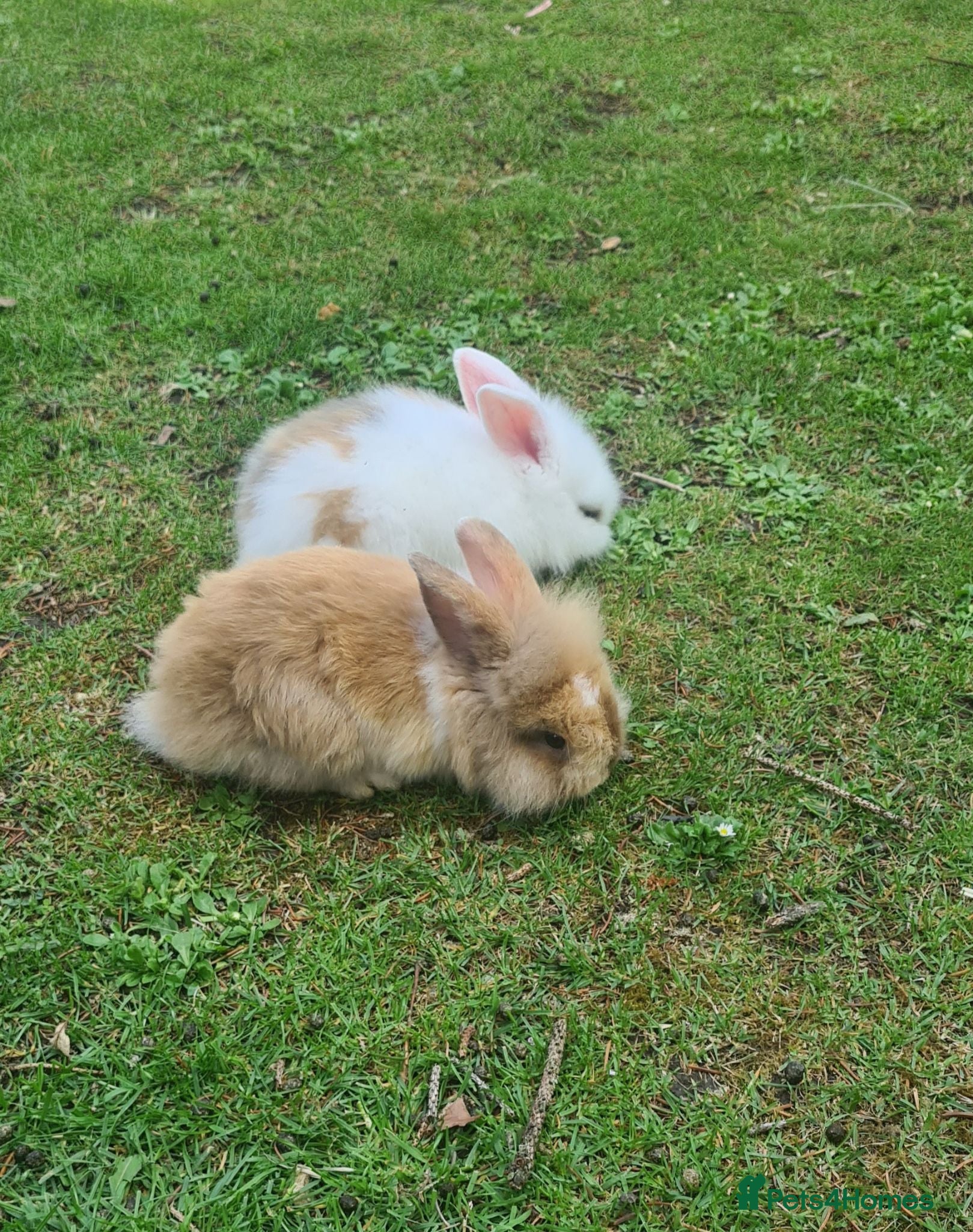 Mini Lion Lop rabbits   5 Mini Lion x lops - Advert 16