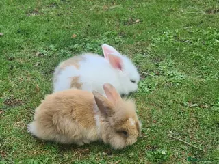 Mini Lion Lop rabbits 5 Mini Lion x lops - Advert 16