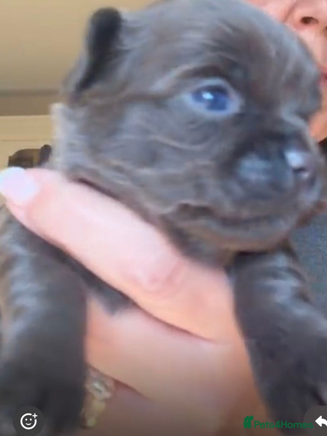 Pomchi dogs for sale: Beautiful litter of Pomchi - Advert 5