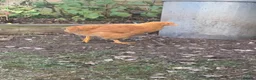 Chickens poultry for sale: Mixed breed spring chicken - Advert 2