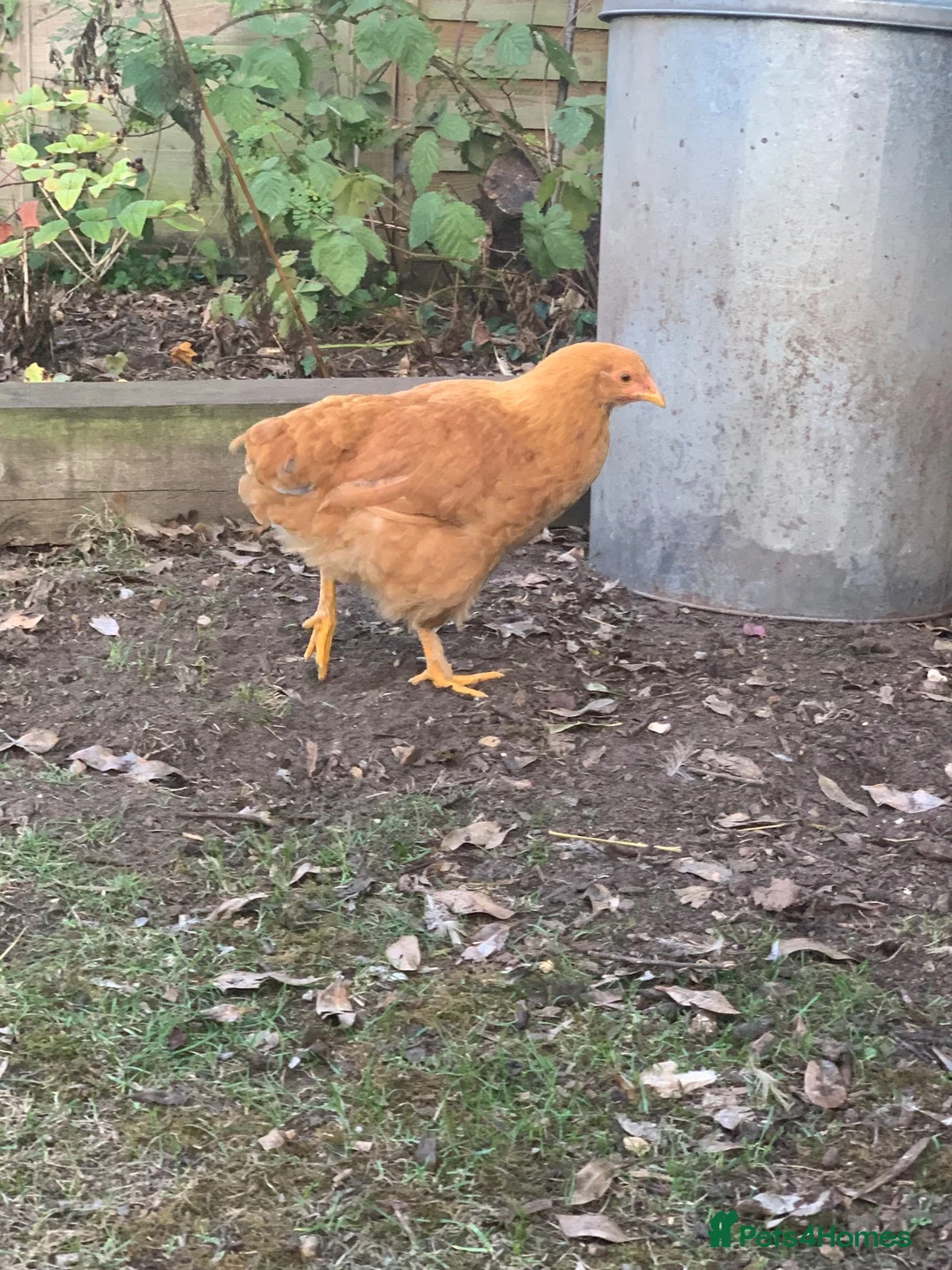 Chickens poultry for sale: Mixed breed spring chicken - Advert 2