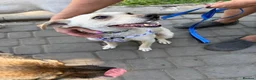 Mixed Breed dogs for adoption: 💙SIMBA💙 - A SOFT LITTLE SOUL - Advert 15