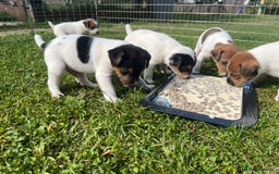 Jack Russell dogs for sale: Jack Russell puppies - Image 9