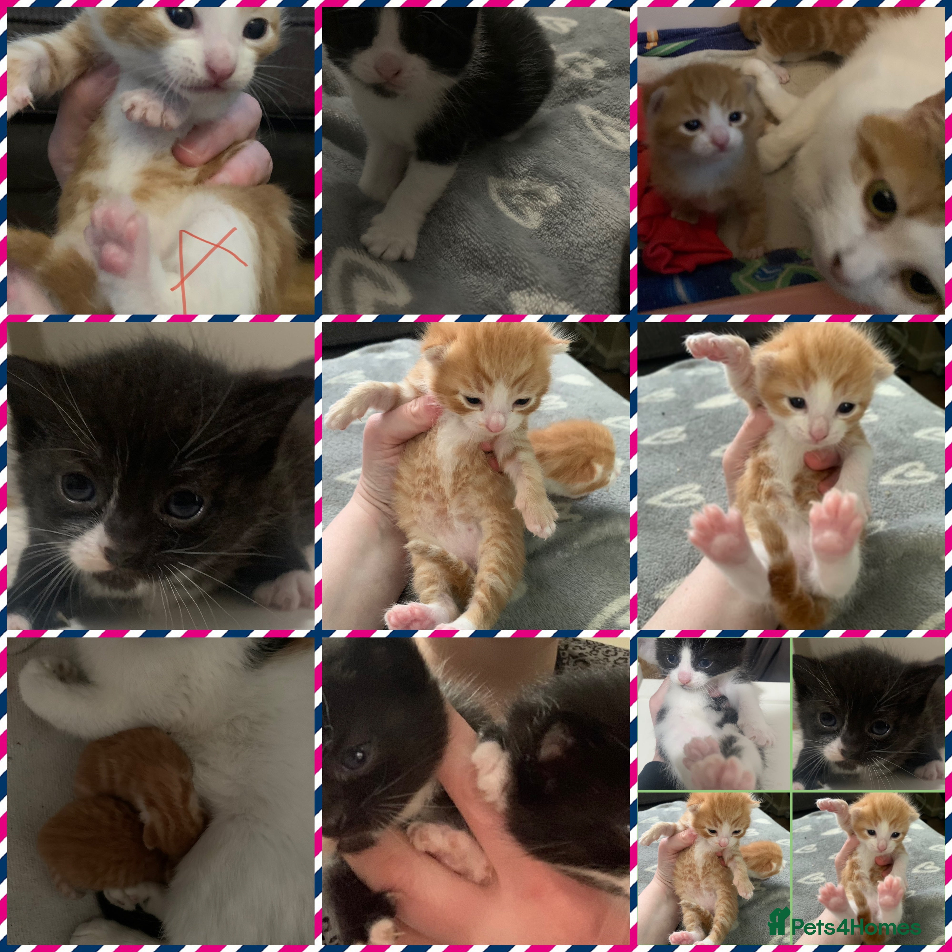 Mixed Breed cats Beautiful litter of four mixed breed kittens  in Liverpool - Advert 4