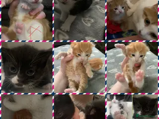 Mixed Breed cats Beautiful litter of four mixed breed kittens in Liverpool - Advert 3