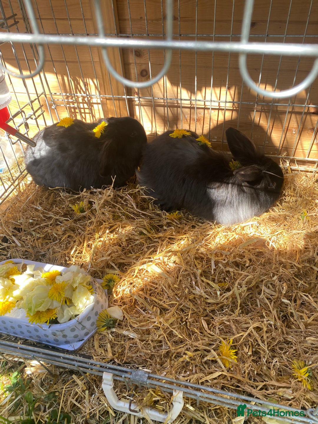 Lionhead rabbits for sale: 2 lion head rabbits - Image 1