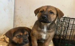 Mixed Breed dogs for sale: 2 akita x rottweiler pups  - Image 4
