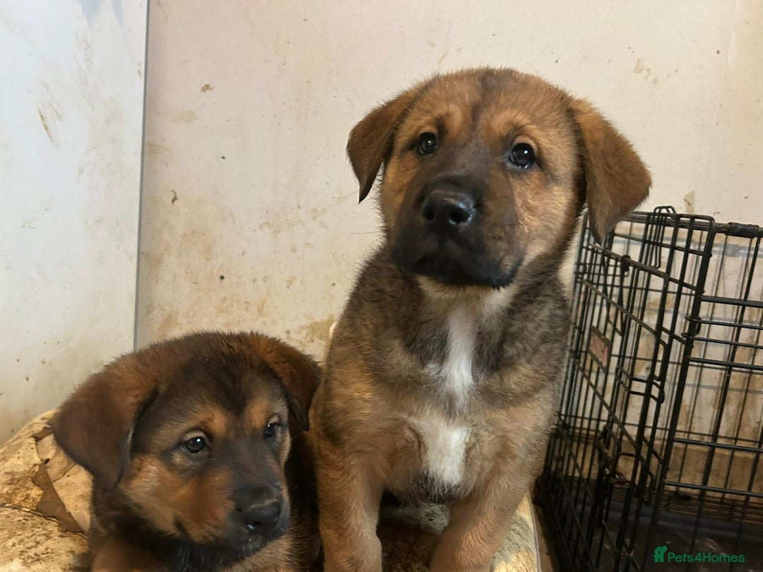 Mixed Breed dogs for sale: 2 akita x rottweiler pups  - Image 4