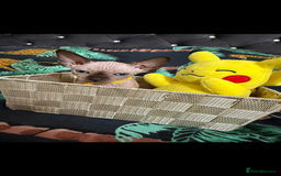 Sphynx cats for sale: Bald, bold elf blue eyes kittens  - Image 14