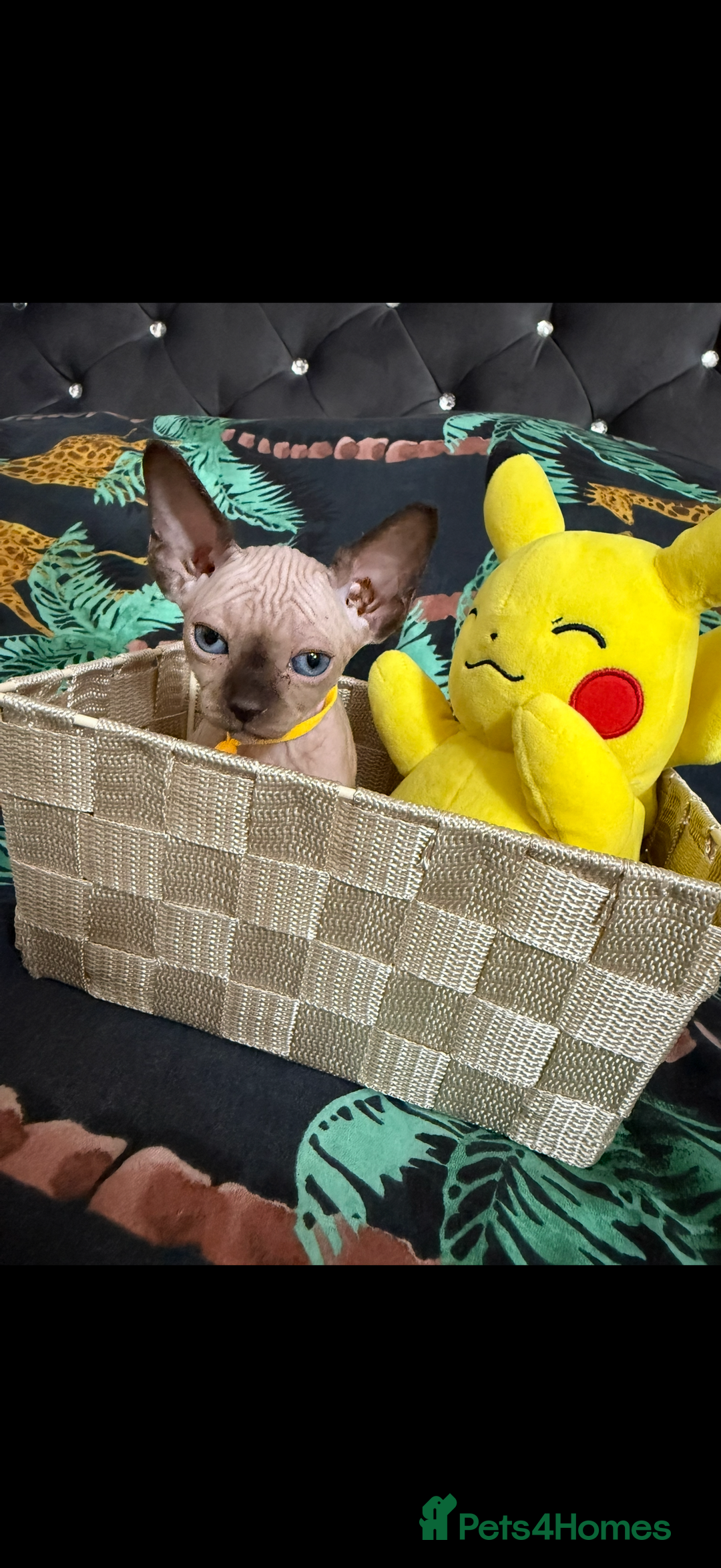 Sphynx cats for sale: Bald, bold elf blue eyes kittens  - Image 14