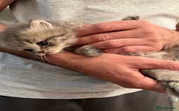 Scottish Fold cats for sale: Scottish fold and Scottish straight kitten - Advert 10