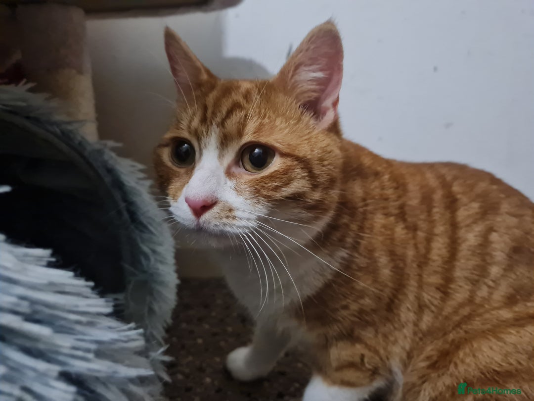 Mixed Breed cats for sale: 2 ginger cats looking for a home (for free) - Advert 1