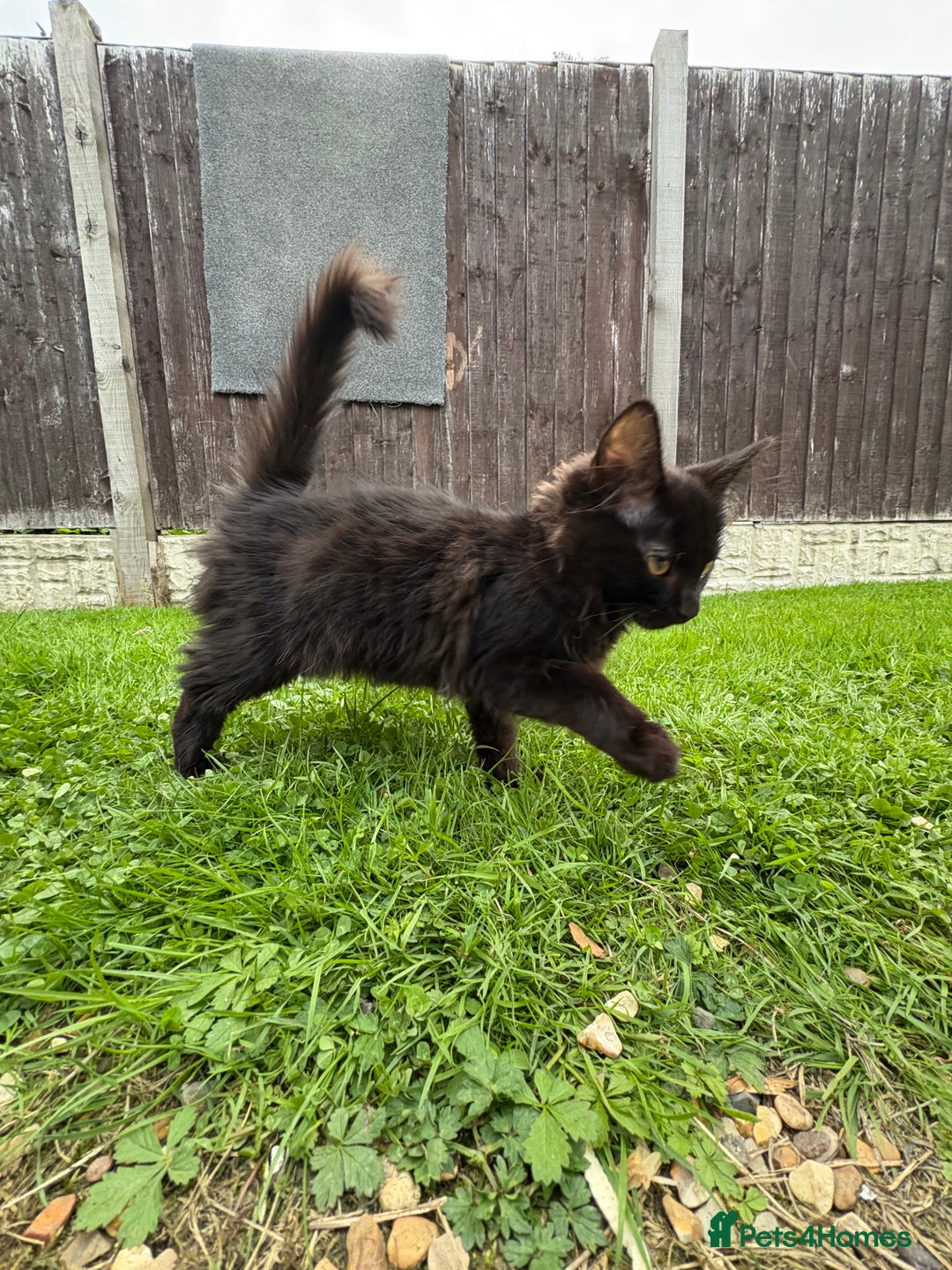 Norwegian Forest Cat cats for sale: Norwegian Forest Kittens - Image 11