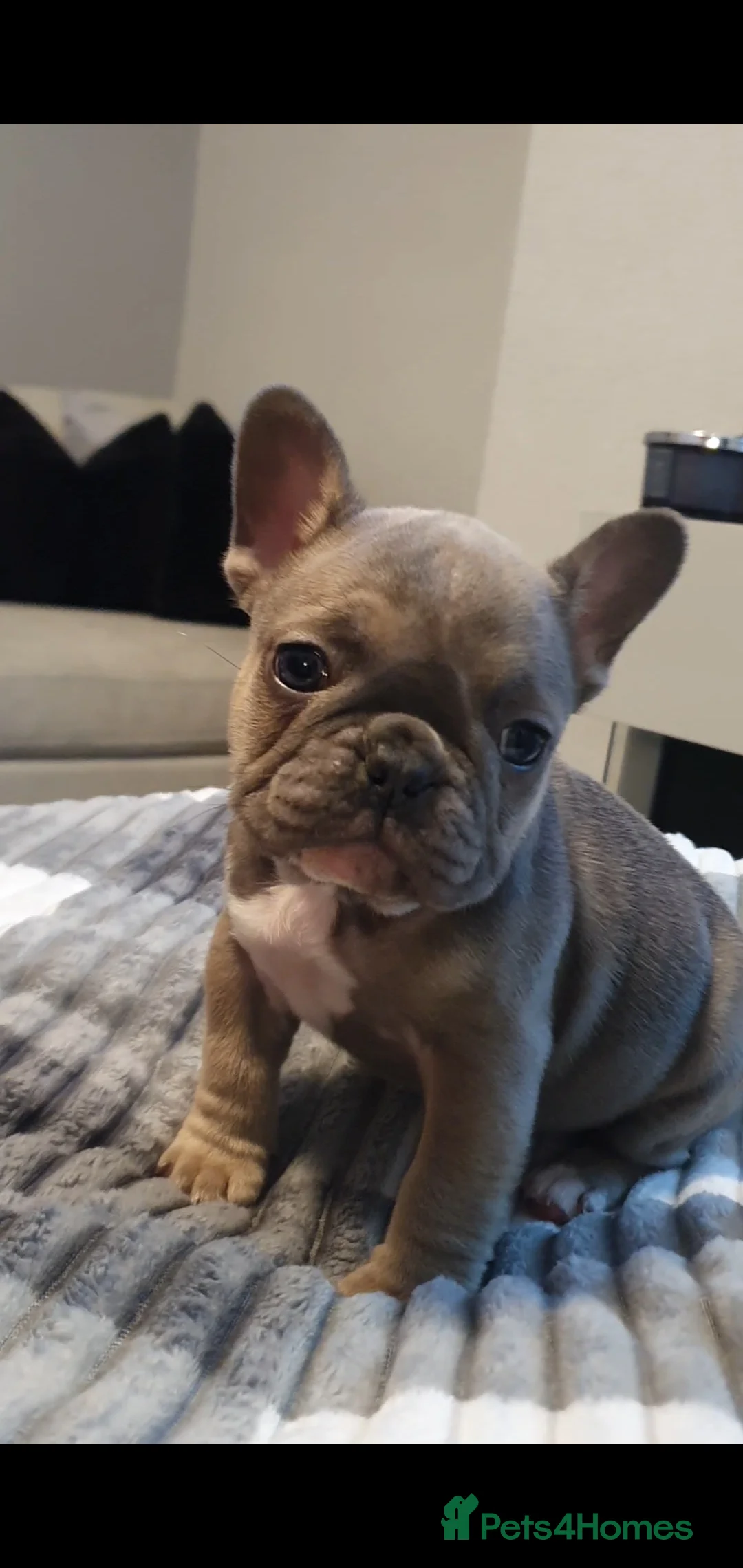 French Bulldog dogs for sale: French bulldog  - Advert 6