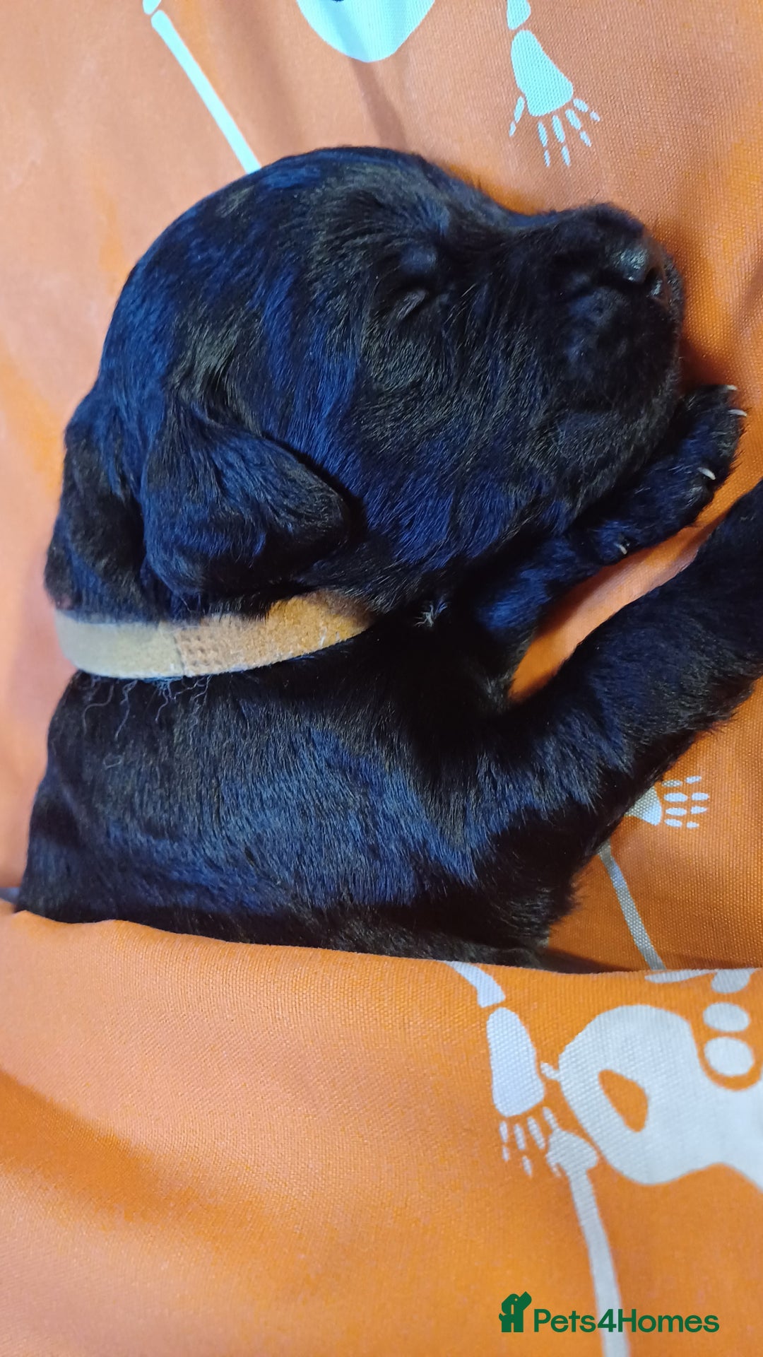 Goldendoodle dogs for sale: Goldendoodles. Family pets - Advert 20