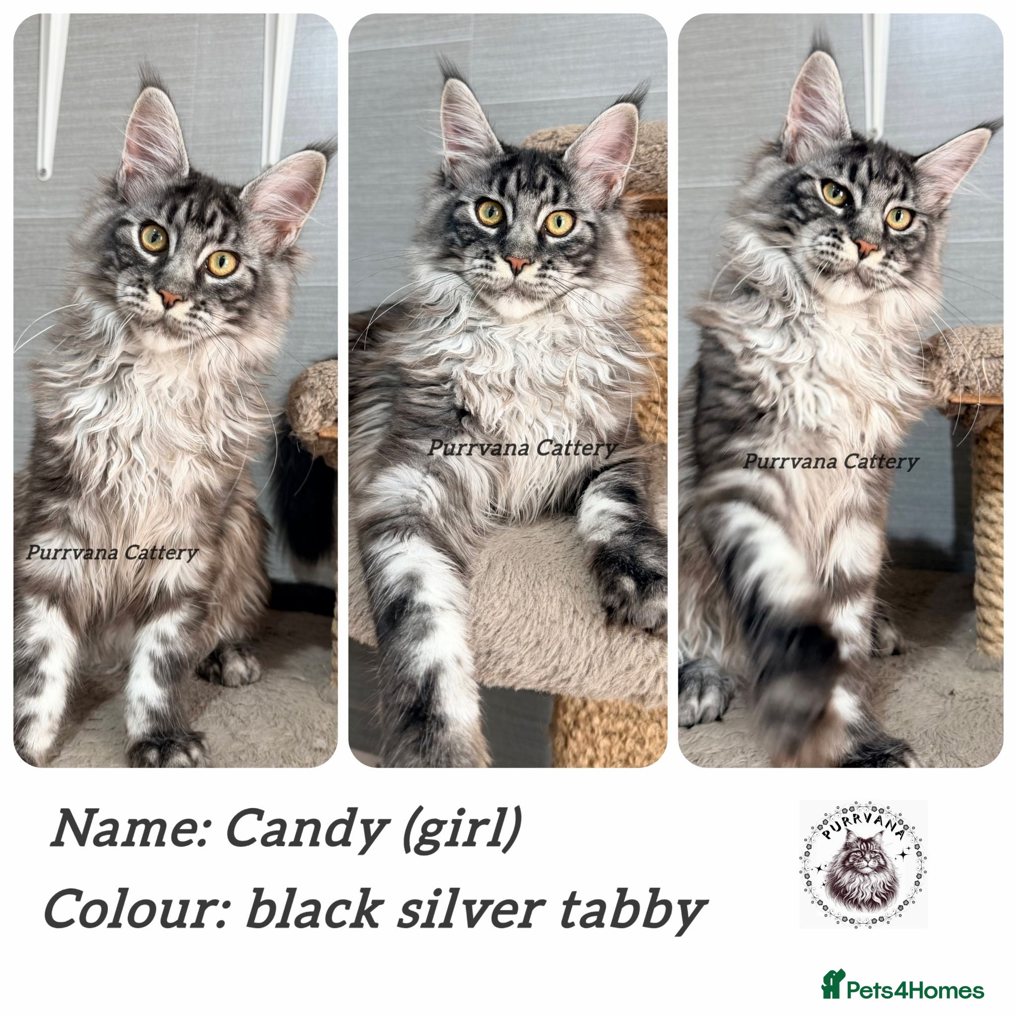 Maine Coon cats TICA registered Maine coon kittens READY NOW - Advert 2