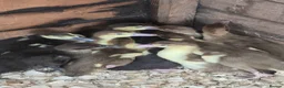 Ducks poultry for sale: Muscovy ducklings  - Advert 2