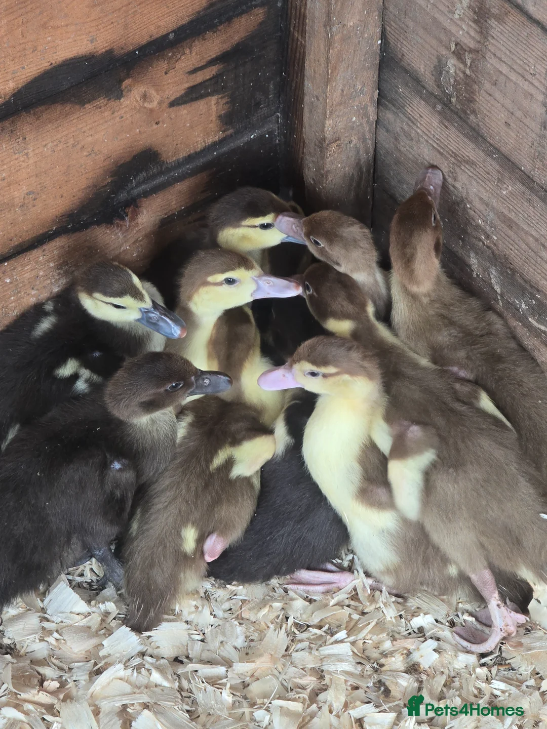 Ducks poultry for sale: Muscovy ducklings  - Advert 2