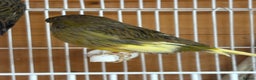Canaries birds for sale: Lot of stunning canary’s  - Advert 5