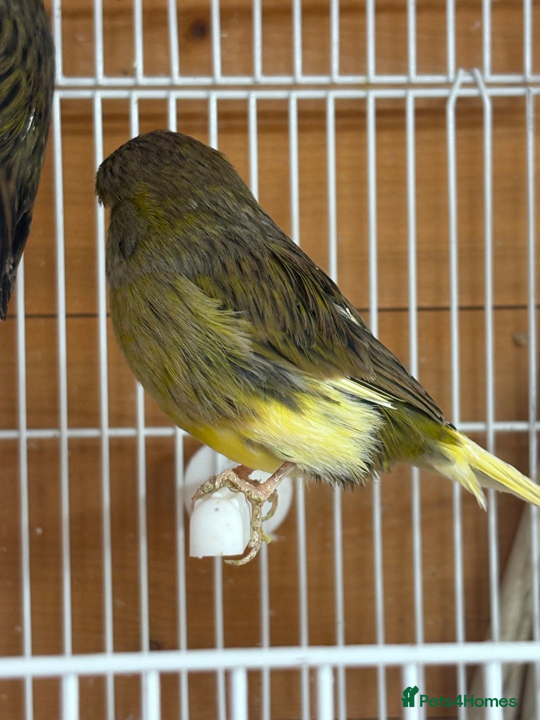 Canaries birds for sale: Lot of stunning canary’s  - Advert 5