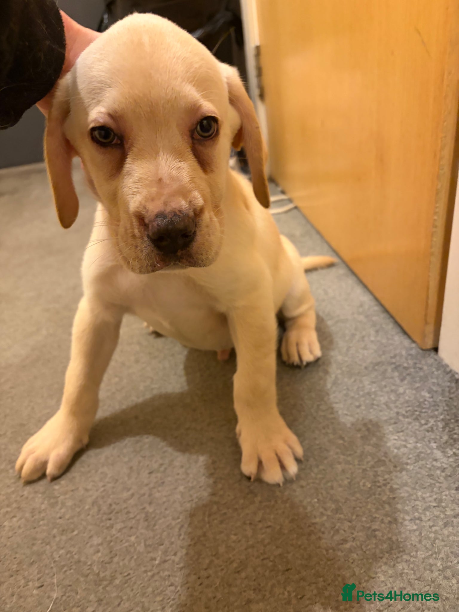 Mixed Breed dogs for sale: Puppies for sell  in Edinburgh - Advert 2