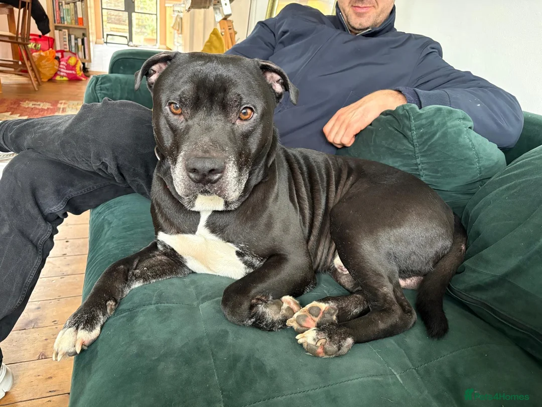 Mixed Breed dogs for adoption: 💙PO💙 5 yo boy- gentle, kind and loving soul in Worthing - Advert 4