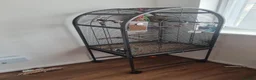 Mixed Breed birds for sale: Female iraqi bulbul  in London - Advert 5